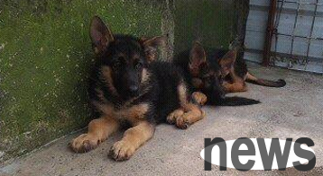 Cats and dogs in summer are 