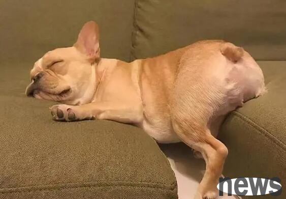 What should I do if the dog snores very loudly? This article tells you