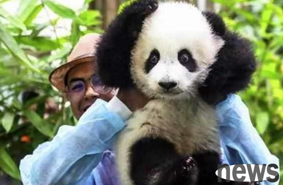 The giant panda warm girl celebrates her birthday, enjoys the special cake made by the keeper, and is carefully taken care of by her dad!