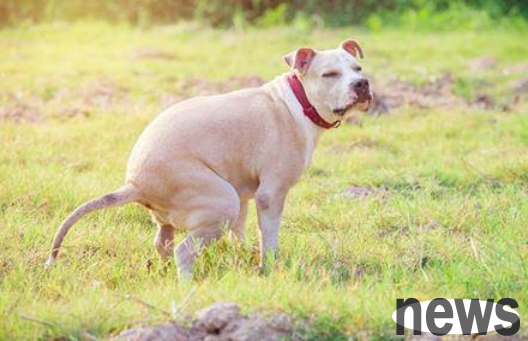 What should I do if my dog ​​does not defecate for a long time? Let’s see this!