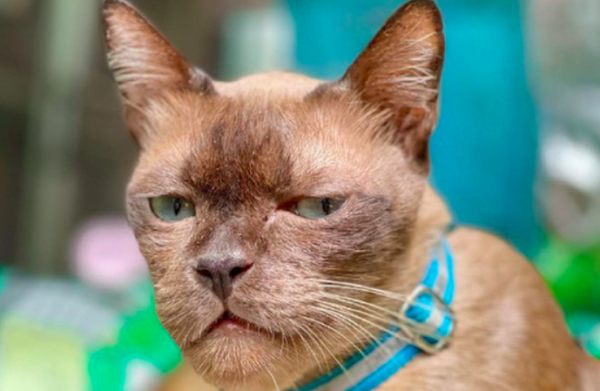 The cat s face was swollen by bees, and its face was a little deformed. The cat: Look at it again and it will make you swollen!