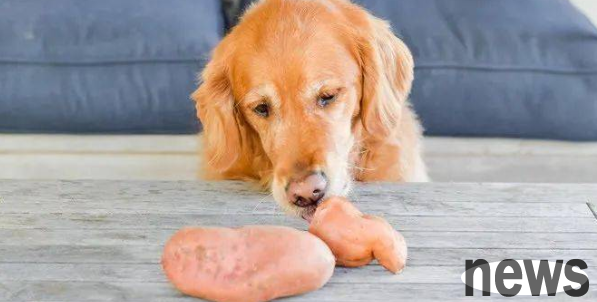 Can dogs eat sweet potatoes? What should I pay attention to?