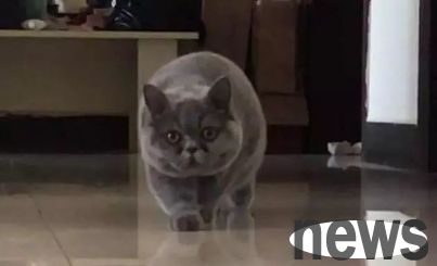 The blue cat saw his owner taking pictures of it and immediately walked out of the pace of his relatives  disapproval.