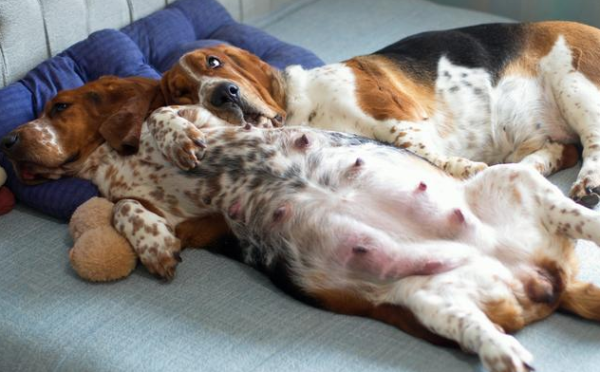 How many months can a dog get pregnant? Let s take a look together