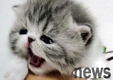 The woman came home from get off work and picked up the kitten that had just been born a few days ago to masturbate. She looked down and saw that she was transformed.