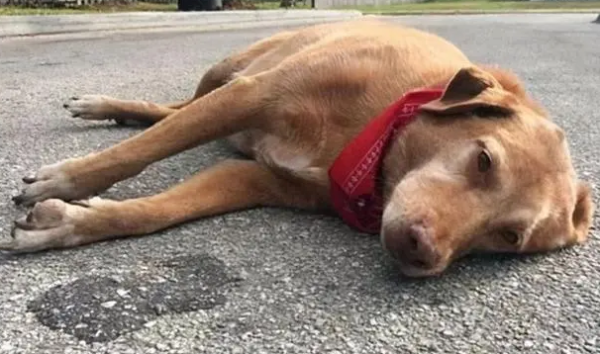 What are the symptoms of heat stroke in dogs? Come here to have a look