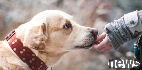 Will dogs protect their owners? Come in and take a look