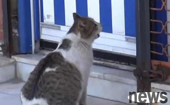 The pregnant cat mother was waiting anxiously in the clinic. The doctor was stunned on the spot, and the cat: I m going to give birth!