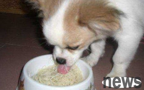 Can dogs eat noodles boiled in white water? You ll know after reading it