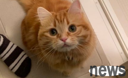 The clingy cat wants to take a bath with Ma Ma, but his face is squinting and he wants to go into the bathroom.