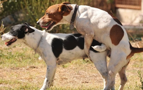 What changes will happen to dogs after they are bred? take a look at this article