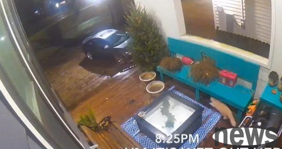 The playful cat was locked out of the door overnight and was left helpless after 9 hours of shock.
