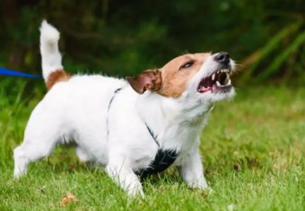 How to treat a dog that barks at 6 o clock every day, you must know these tips!