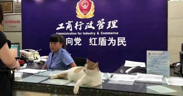 How successful can cats be? Some cats have a higher starting point than humans and become civil servants?