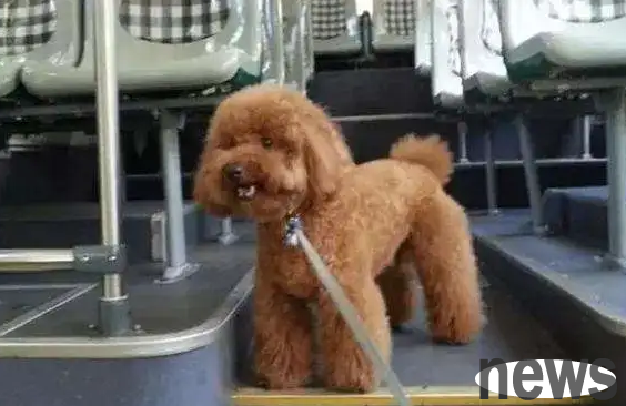 Can dogs get on the bus? Master, come and see
