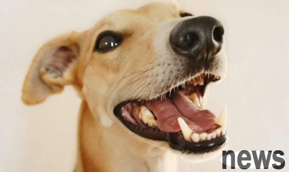 At what age is it normal for a dog to lose teeth? How to take good care of it?