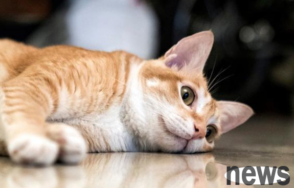 How strong is the desire to survive of stray cats? The cat s legs were caught in a mousetrap and it tore off its skin to save itself