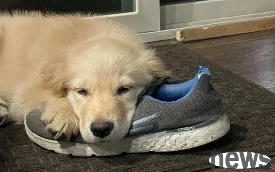 What should I do if my dog ​​bites my shoes? Three ways to try