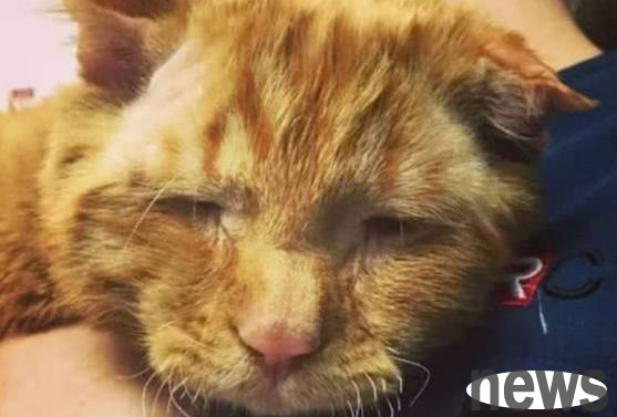 An orange cat suffered a fractured spine and lived in pain. He was adopted before being euthanized, and his whole life changed.