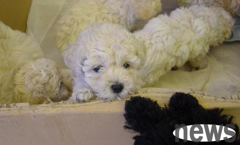 What kind of dog has curly hair? If you are curious, come and take a look