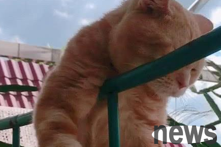 The cat likes to lie on the railing and always feels sad. Meow: When will I have a girlfriend?