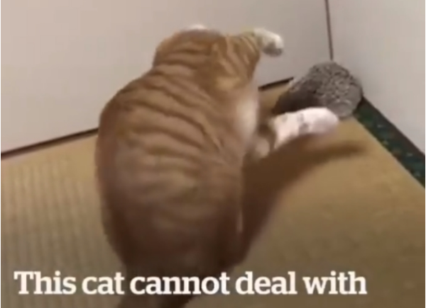 What exactly is the new partner? Orange cat greets new friends with super weird posture