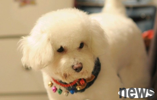 What are the breeds of white long-haired dogs? If you like this kind of dog, come and take a look~