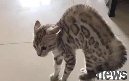 A new cat has arrived at the owner s house. What the cat does next makes the owner laugh!