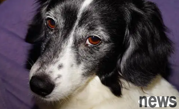 Why is a dog s nose black? Mainly for these two reasons
