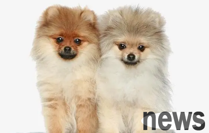 Things you need to know about raising a dog: What smells are dogs afraid of and will cause them to run away at the first smell?
