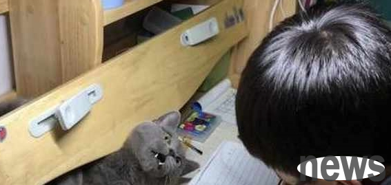 The blue cat disturbed the little master s homework, but the next second it made people laugh. Netizen: This cat is not good at it.