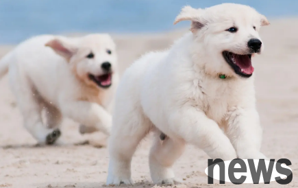 This article tells you how to remove yellow hair around a dog’s mouth!