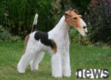 Regarding the characteristics of Wire-haired Fox Terrier, here is a very detailed introduction!