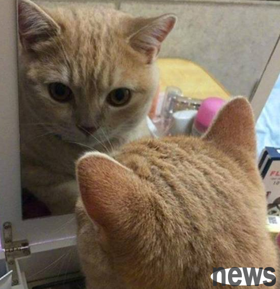 When the orange cat saw himself in the mirror, Flax was stunned: Why am I so cute?
